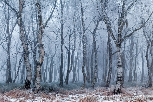 Birkenwald auf dem Schneeberg