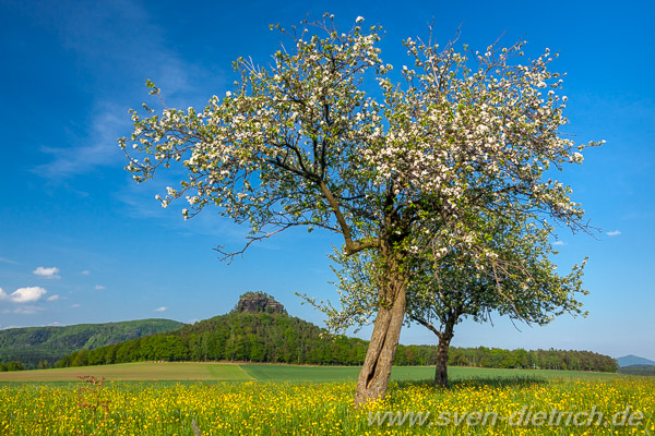 Zirkelstein zur Obstblte