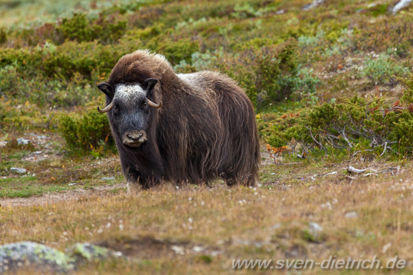 Moschusochse im Dovrefjell