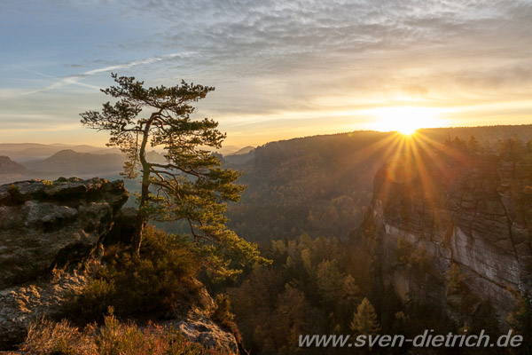 Kiefer am Gleitmannshorn