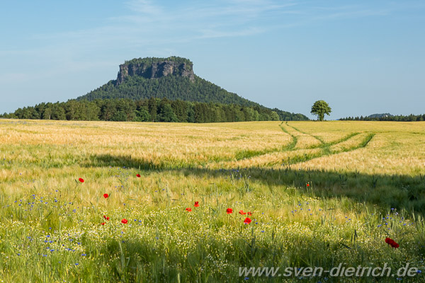 Lilienstein im Kornfeld