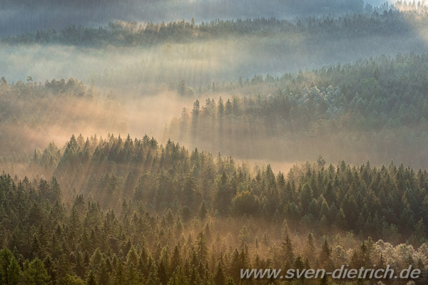 Morgennebel im Zschand