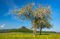 Zirkelstein zur Obstblte