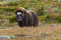 Moschusochse im Dovrefjell