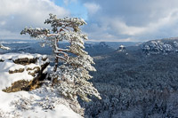 Kiefer am Gleitmannshorn