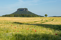 Lilienstein im Kornfeld